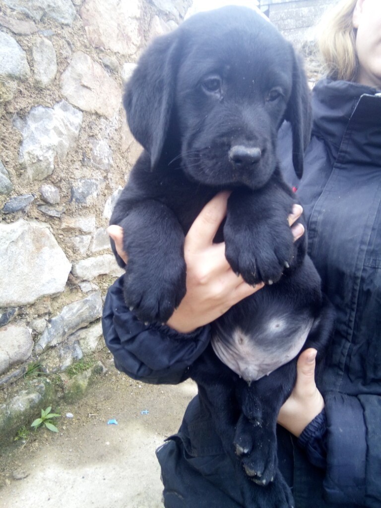 chunky black labrador
